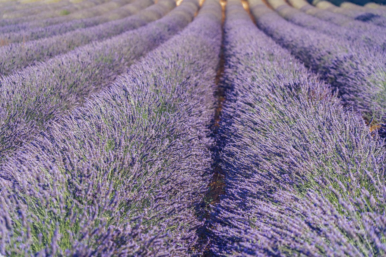 DIY Lavender Bath Salts: Three Soothing Recipes to Try Tonight