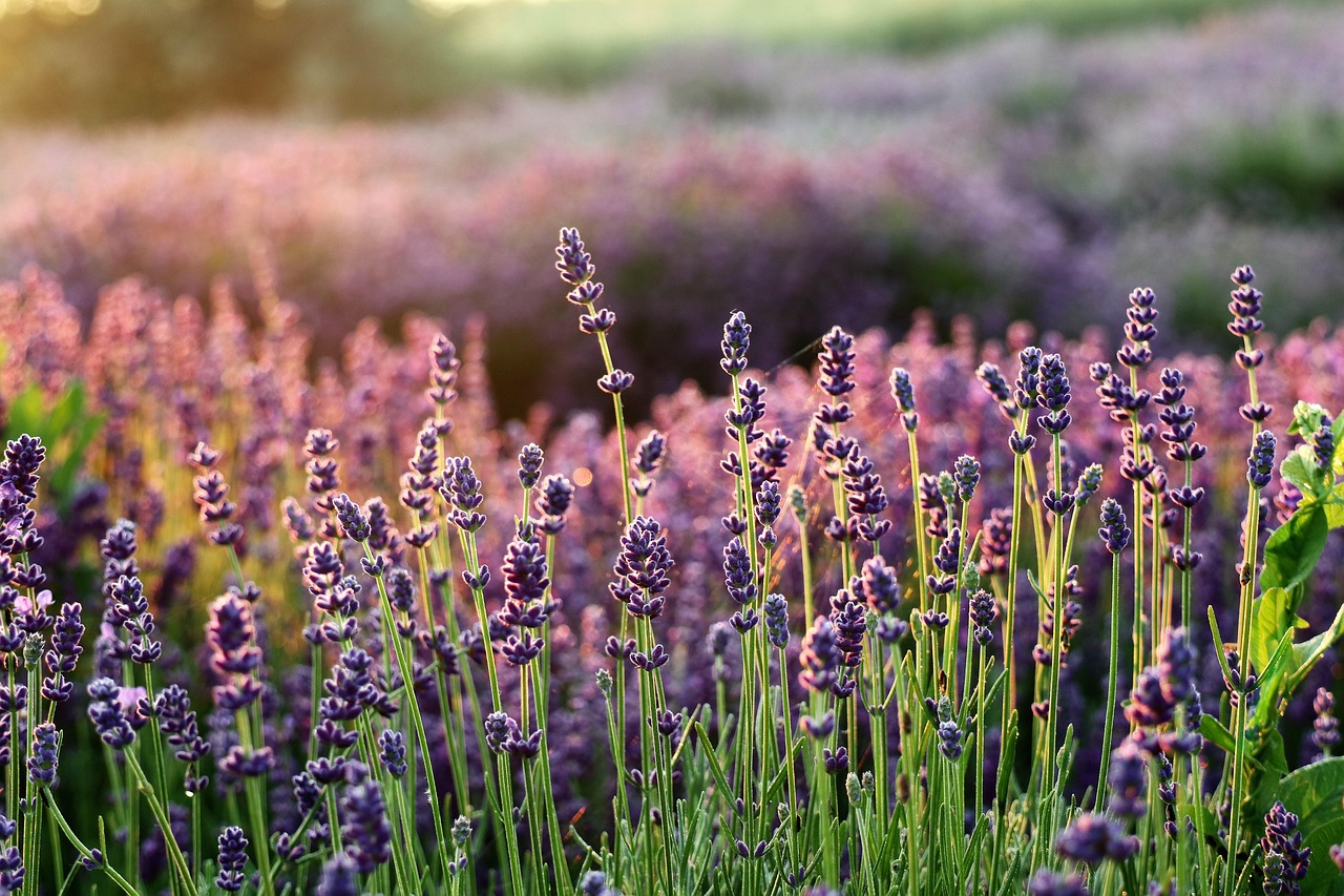 DIY Lavender Linen Spray: A 5-Minute Recipe for Fresher Bedding