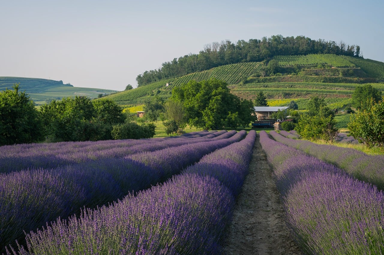 Growing Lavender at Home: From Garden Bed to Homemade Sachet