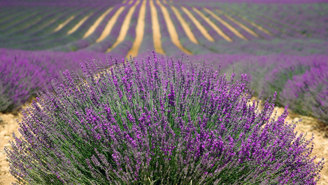 Homemade Lavender Soap: Cold-Process and Melt-and-Pour Methods