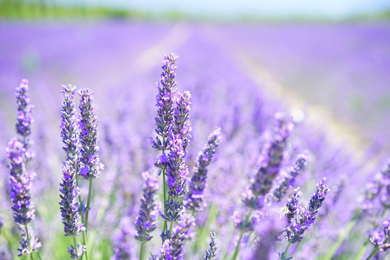 Lavender Oil Safety Basics: Patch Tests, Pets, and Kids